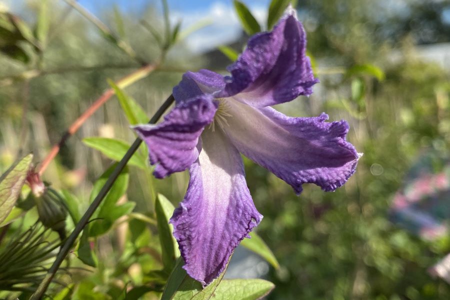 Clematis viticella ‚Fairy Dance‘