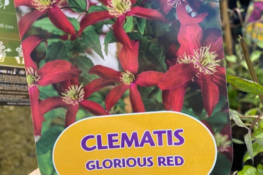 Clematis viticella ‚Glorious Red‘