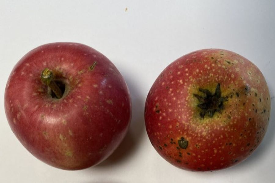 Apfel ‚Rote Sternrenette‘