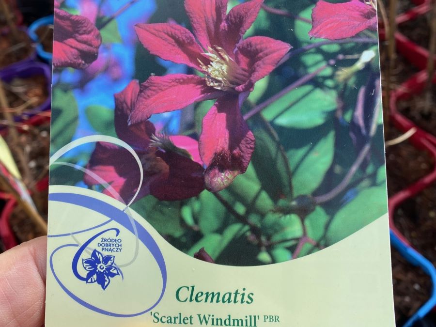 Clematis viticella ‚Scarlet Windmill‘